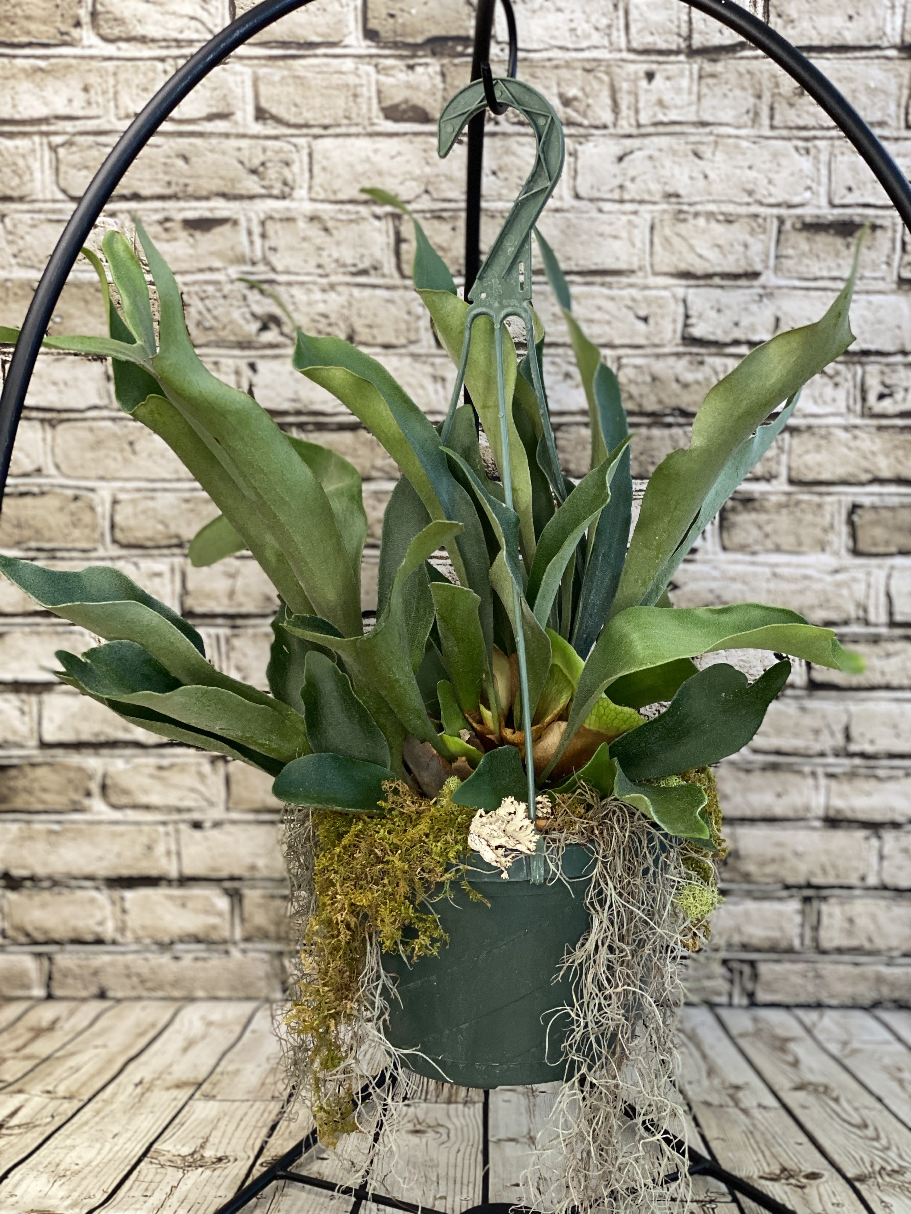 Staghorn Fern - 6" Hanging Basket by Ele's Flowers