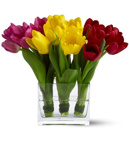 Tulip Trio - TFWEB404 - A trio of petite tulip posies in saturated shades of pink, red and yellow - each tied with lily grass - is artfully arranged in a rectangular glass vase, for a modern and stylish display. A unique centerpiece for a dinner party, or a lovely &quot;thinking of you&quot; gift.  Fifteen tulips â five each of pink, red and yellow â are tied with lily grass and delivered in a Teleflora clear glass rectangular vase.   Approximately 10&quot; (W) x 9&quot; (H)  Orientation: All-Around  As Shown : TFWEB404