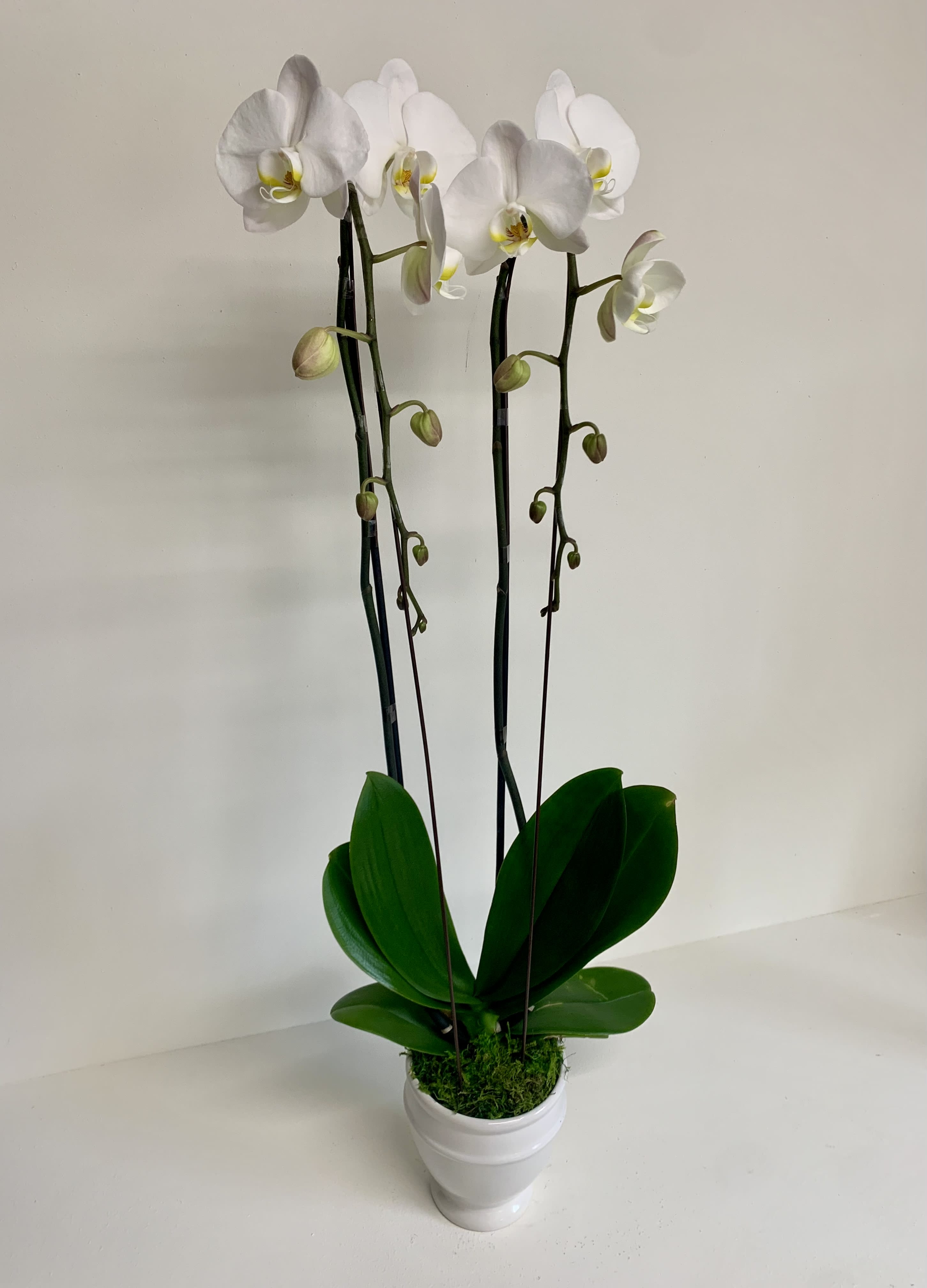 Double Waterfall Orchid in Thousand Oaks, CA Flower House