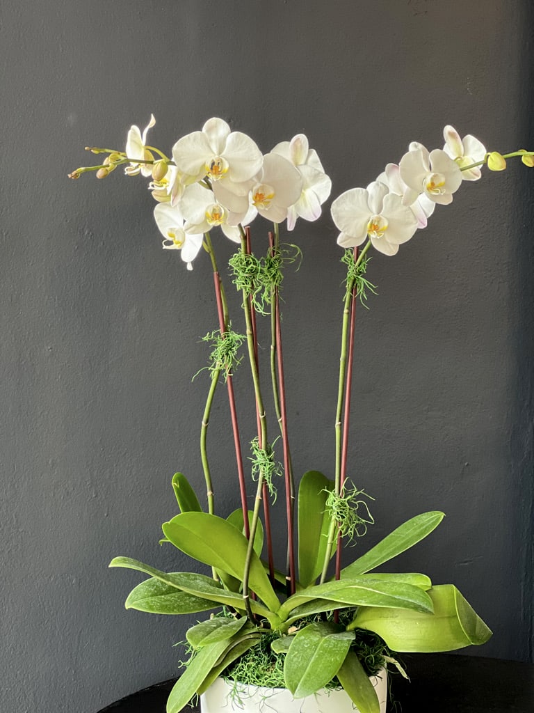 Orchids Design - Phalaenopsis Orchids Design with 4 orchids in ceramic vase 