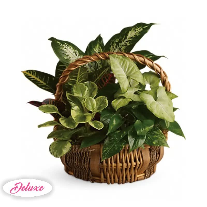 Emerald Garden Basket Emerald Garden Basket - You don't have to follow the yellow brick road to find this emerald jewel. All kinds of gorgeous greens fill this basket that makes a perfect gift for men or women. Celebration or sympathy. Birthday or any day. So beautiful and bountiful it will deliver any message eloquently. Approx. 17 1/2" W x 17 1/4" H