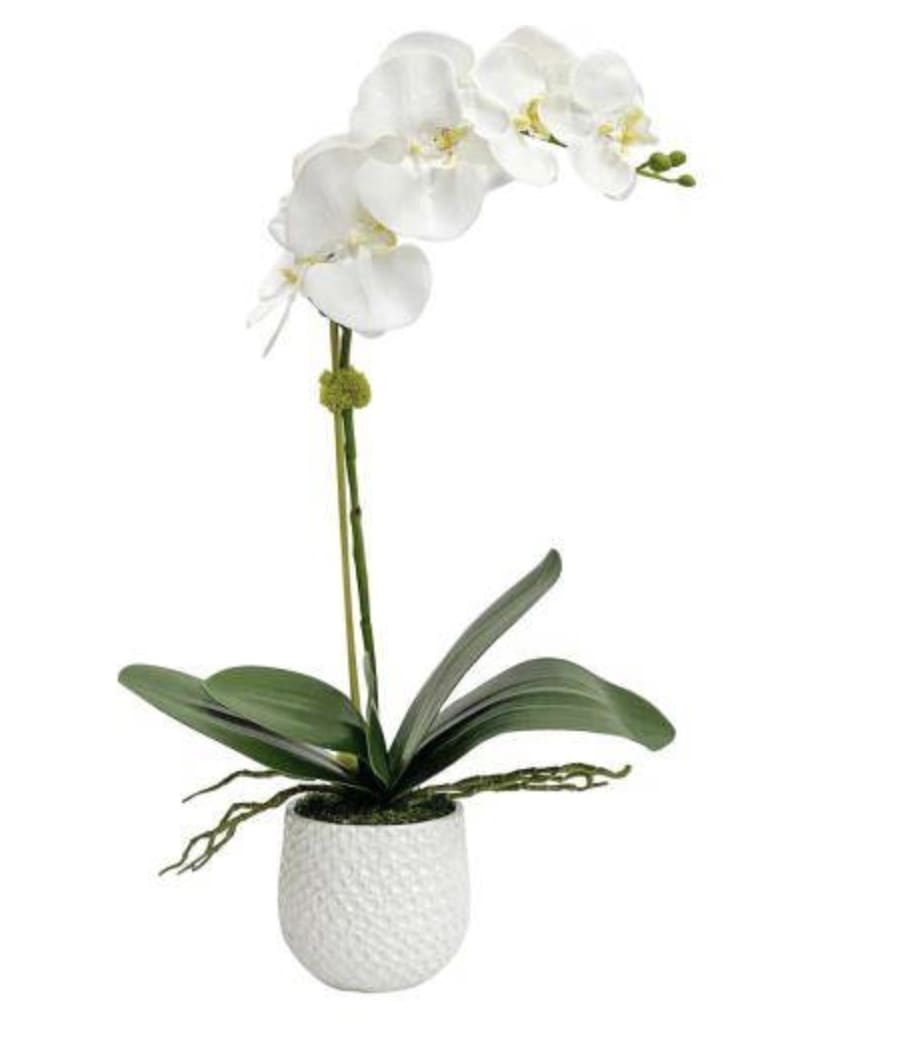 Single Orchid Plant - Your gift receiver will love to gaze at this beautiful white orchid plant in their home or office. This is a great gift for the holidays, especially if you're giving them something you know they've been wanting.  