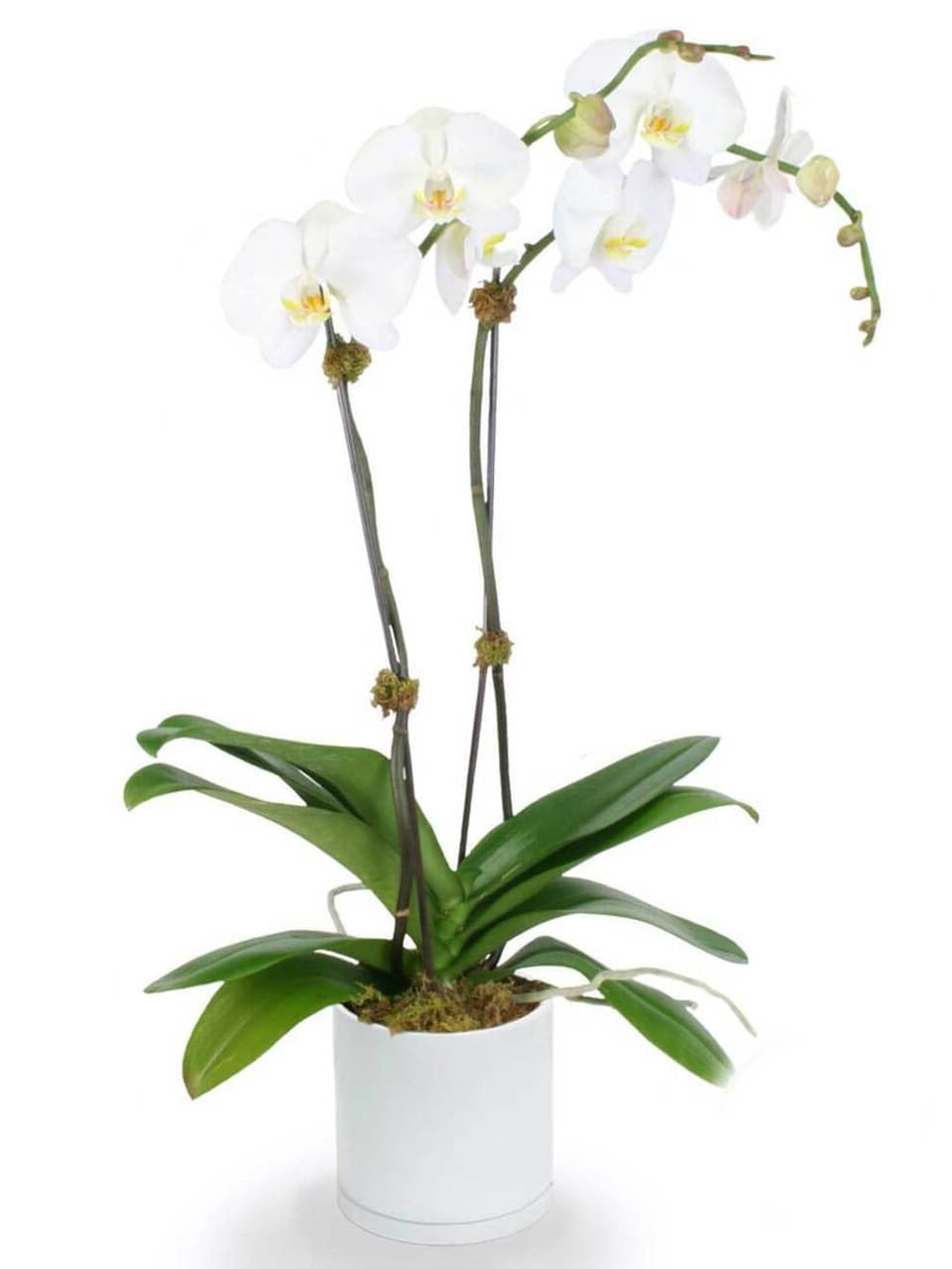 Double Stem orchid plant - This elegant orchid plant will serve as a symbol of quality and dedication to your recipient. It's sure to stand out in any room of their home. The gorgeous leaves, stems, and flowers make for a close-up view that will leave the recipient awestruck. This gift is truly the perfect way to say &quot;Thank you!&quot;