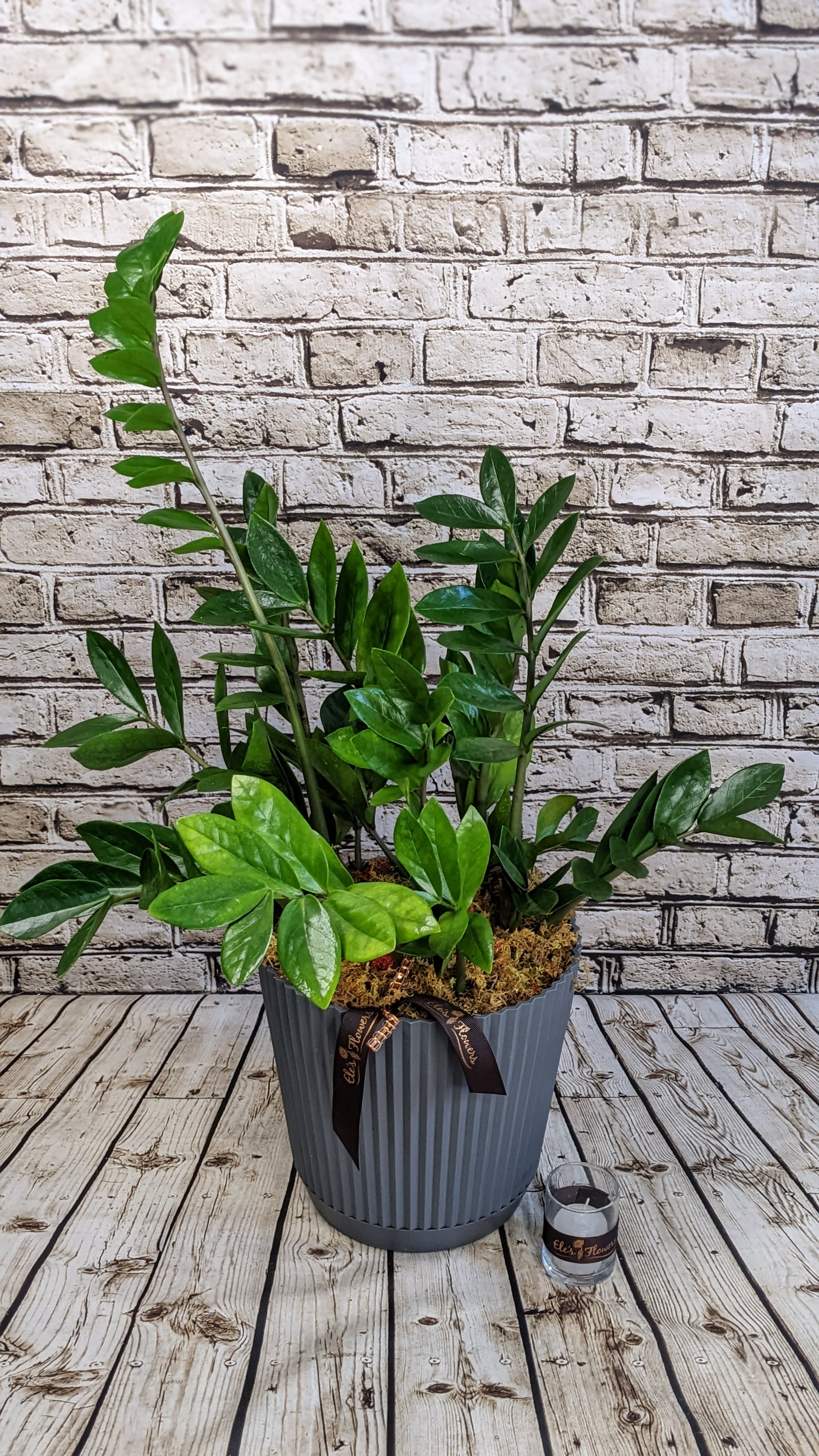 ZZ Planter 8 " Potted in Stanley, WI Ele's Flowers