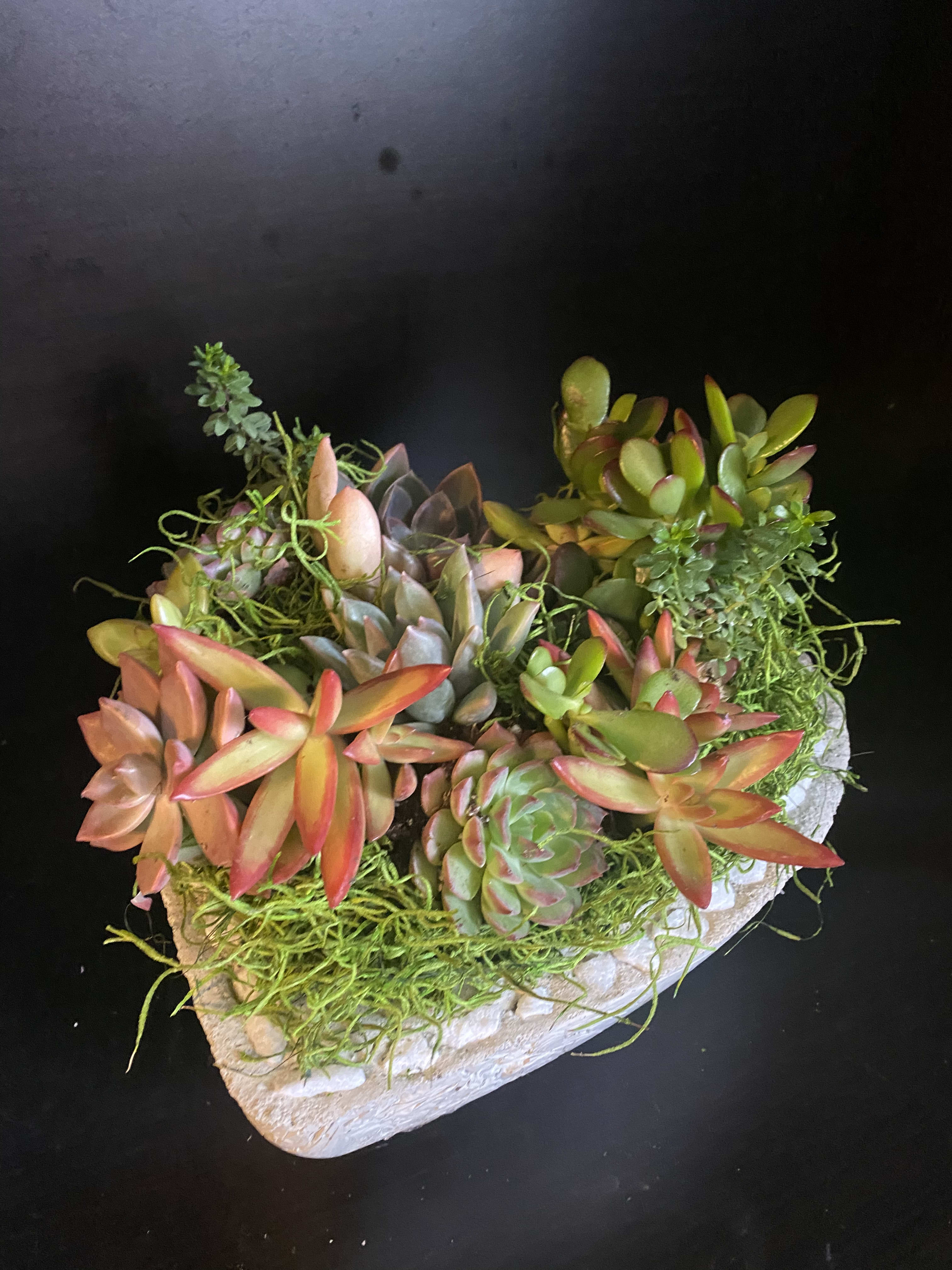 HEART SUCCULENT GARDEN LUX in Hayward, CA | 6 Star Florist ...