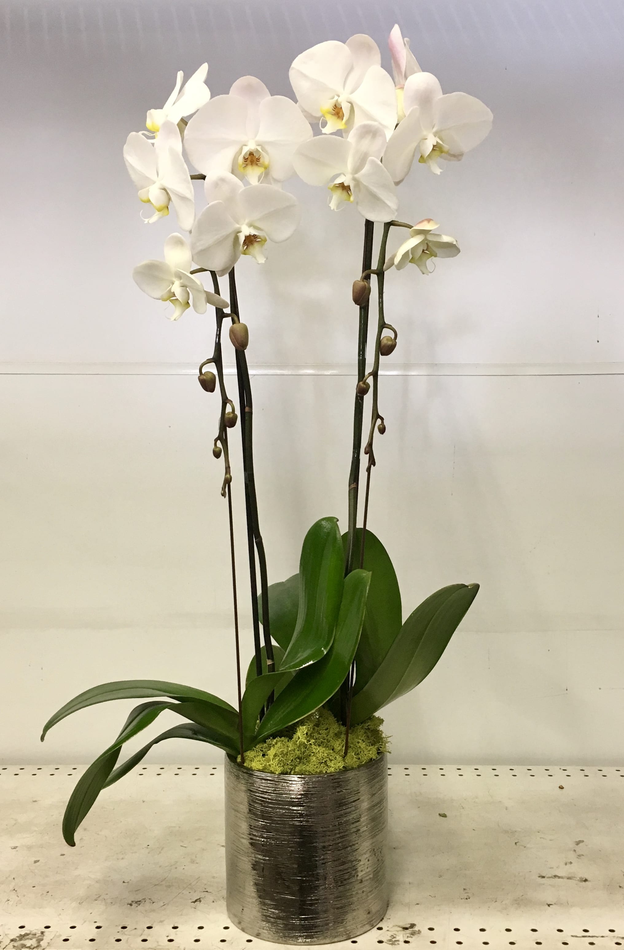Silver Valentine - Cascade white orchids silver vase.