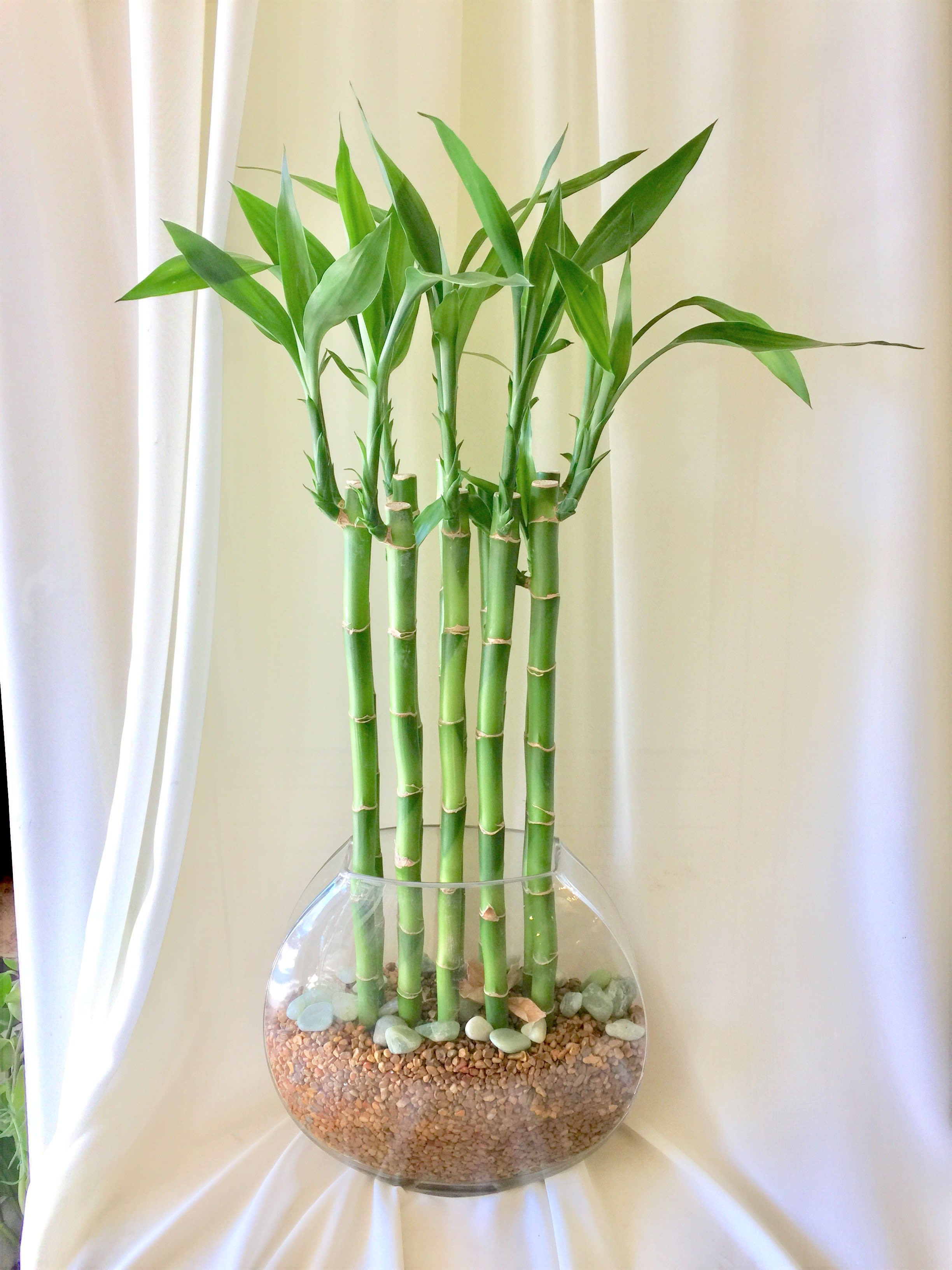 Lucky Bamboo - Healthy and fresh lucky bamboo planted in a clean and simple design, great for any space.