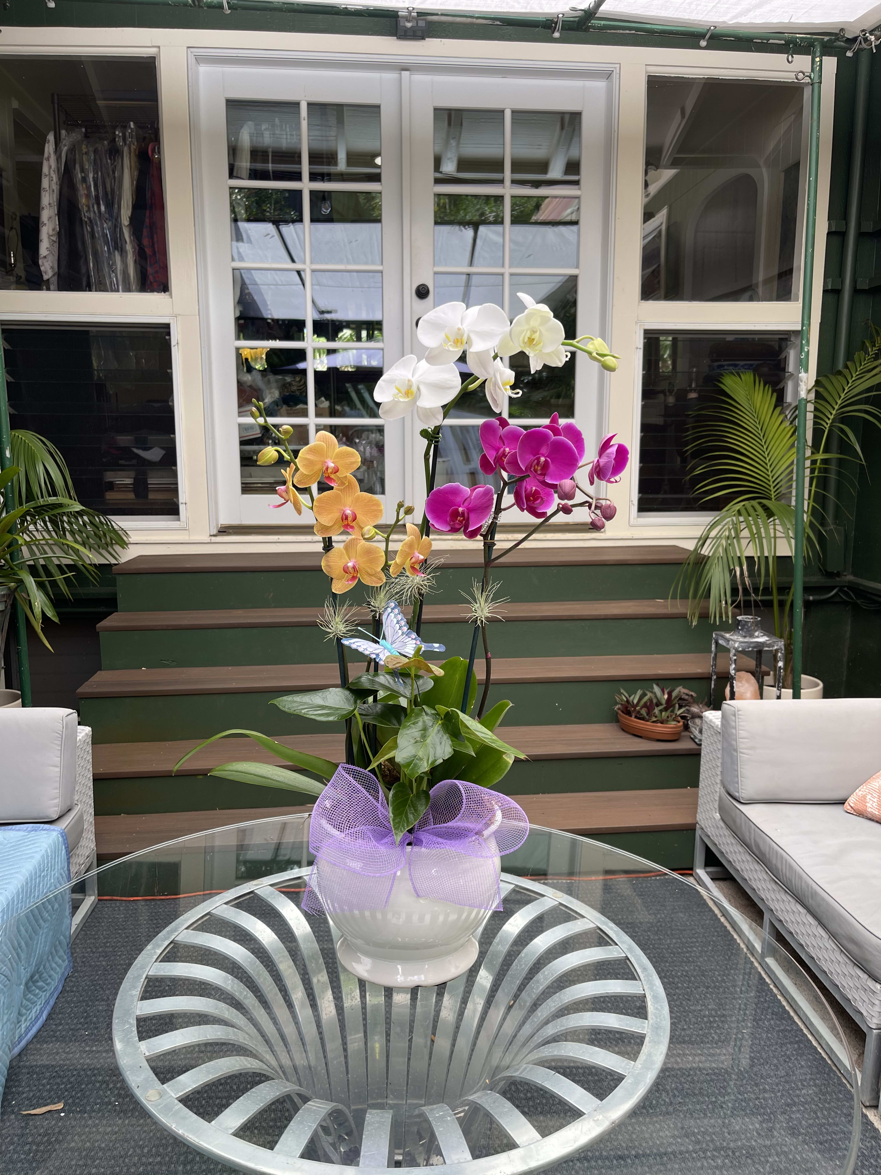 Exotic orchid 2024