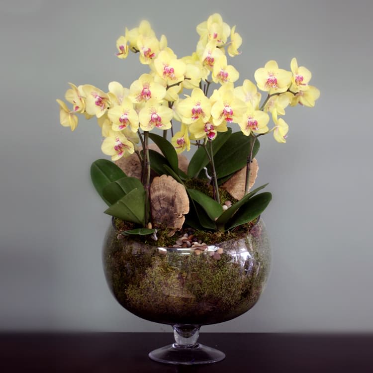 Extravagant Yellow Orchids - Add a little sunshine with this delicately charming gold Orchid arrangement. An unusual, rich, golden yellow hue and an abundant display of blooms creates this divine design in a footed glass bowl. We've added stone, wood, and moss accents, to create the ultimate styling of this lovely piece. 