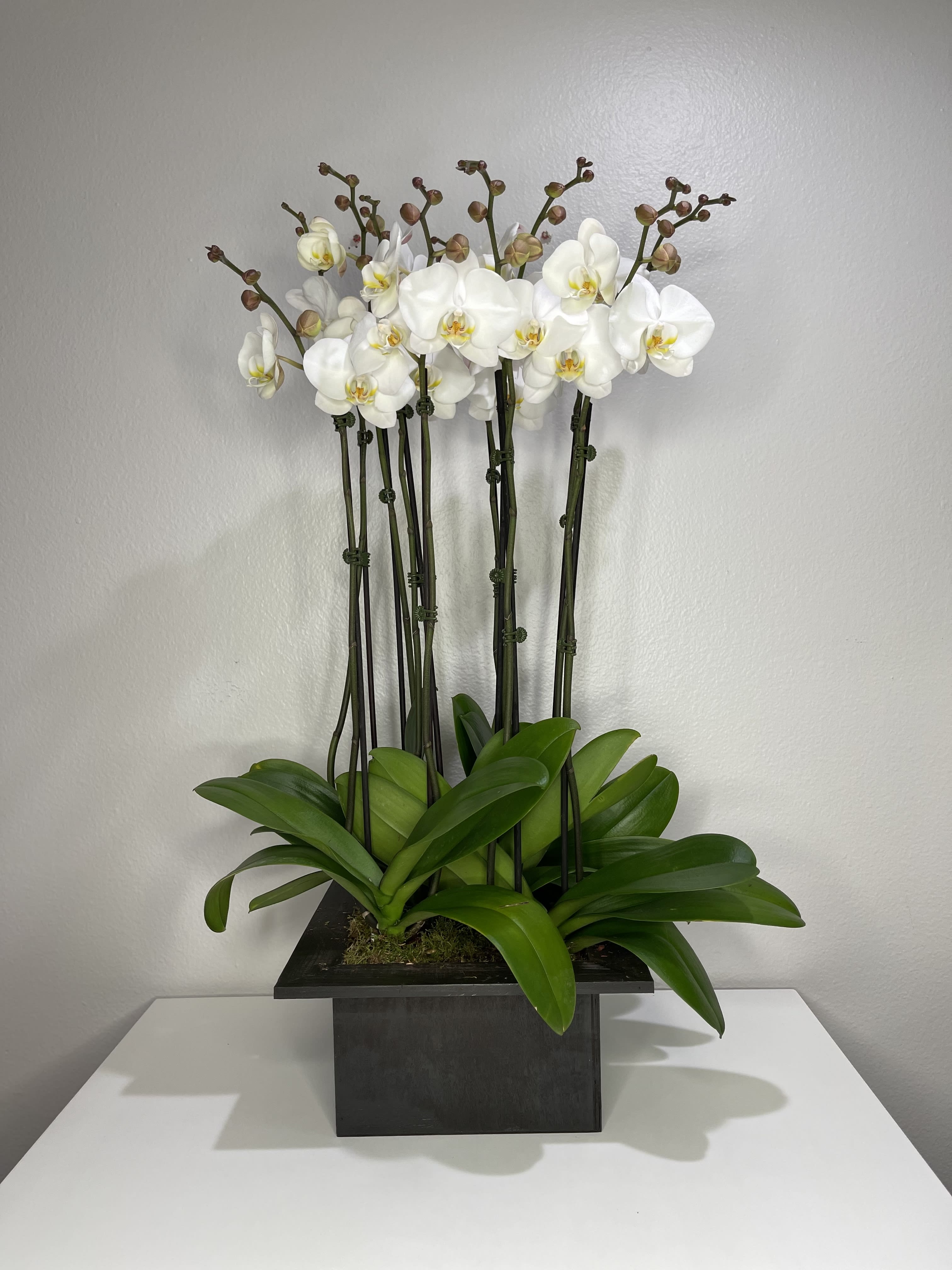 Gorgeous White - Wooden vase white orchids. Orchid blooms can vary tight buds to open buds.
