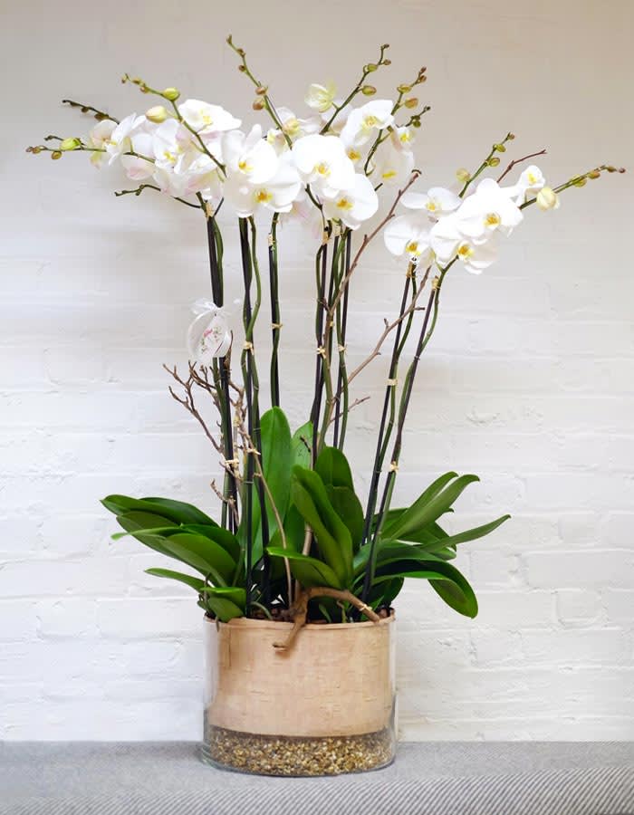 Exquisite & Elegant Orchid Exquisite & Elegant Orchid - For an admirer of quality and natural elegance, this arrangement features the best in large orchid blooms. These orchids make a stunning visual impact, a luxury gift or elegant addition to your personal decor. Arranged in a clear cylinder with silver birch tree skin and layers of sands.