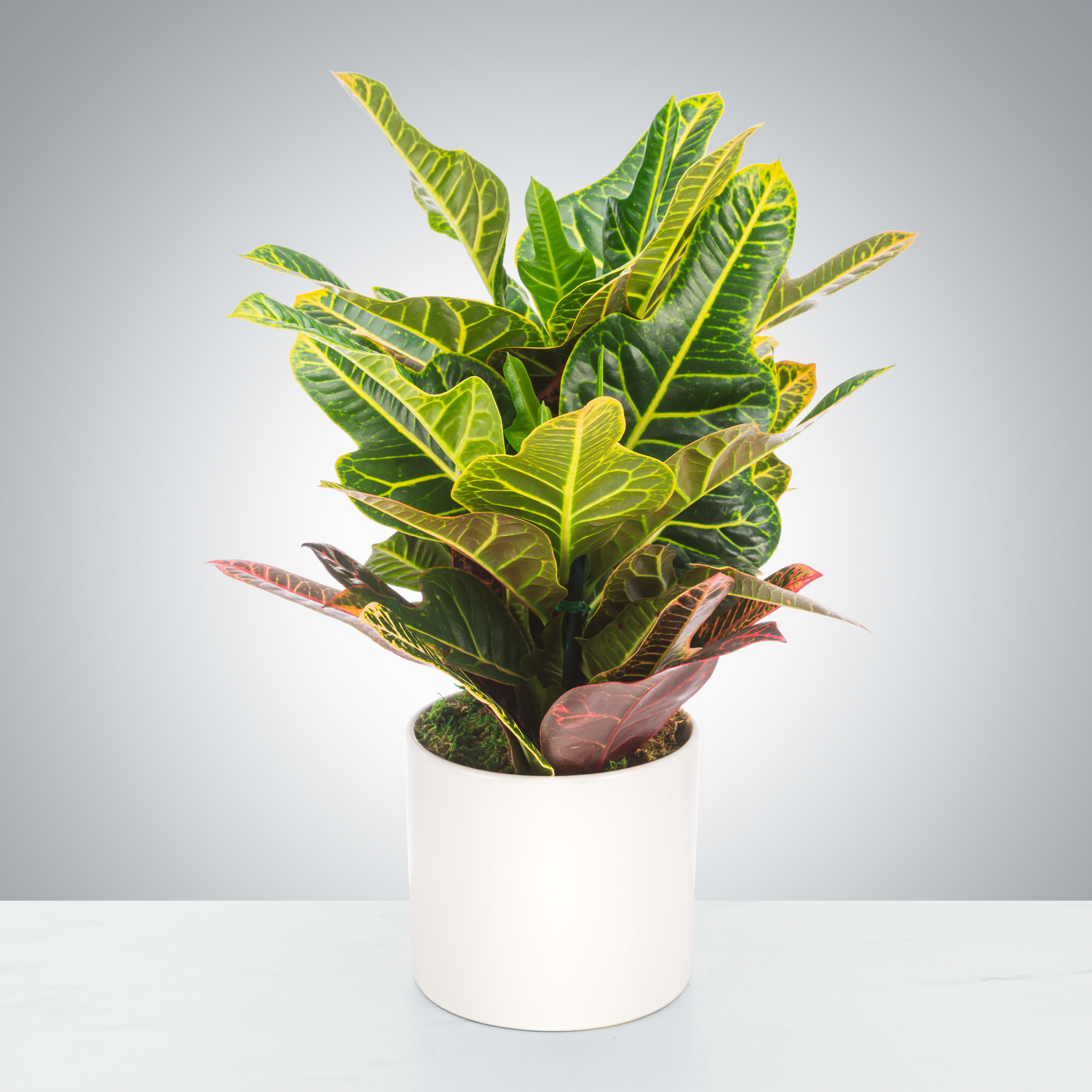 Croton Plant by BloomNation™ - Garden croton's stunning leaves make this plant a great addition to any home. They require bright light and you can judge the water needs by if new leaves are wilting. A great gift for a variety of occasions, a croton plant is the perfect present for any occasion.