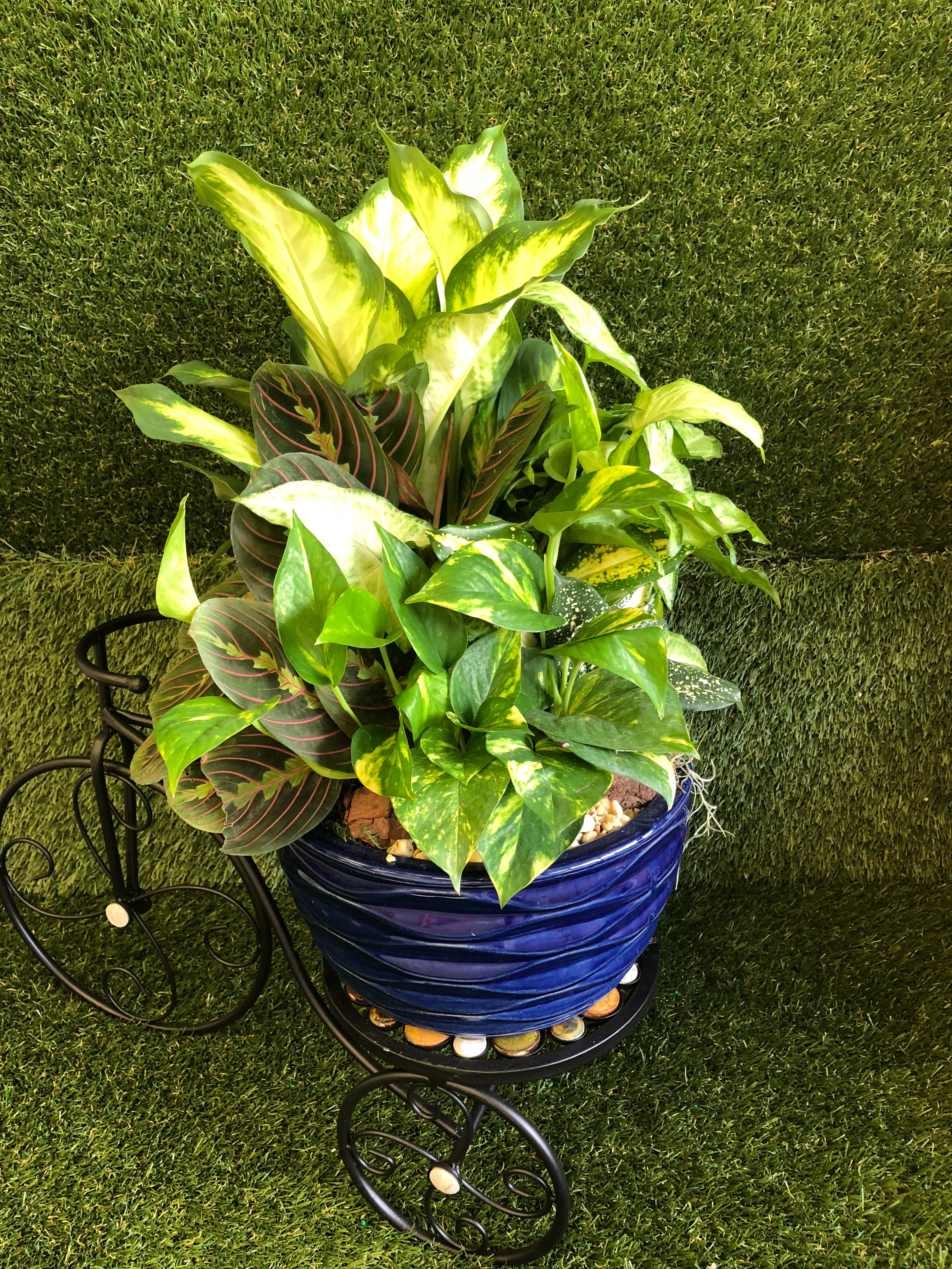 Dishgarden Dishgarden - Dish garden with different kind of plant, perfect to have it inside the house. standar is as shown.