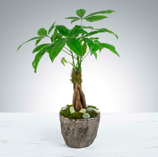 Money Tree  - Send good fortune with the Money Tree by BloomNation™. A hardy plant that can live in low light will make even the most amateur gardeners feel good. APPROXIMATE DIMENSIONS: 6'' W x 19&quot; H  