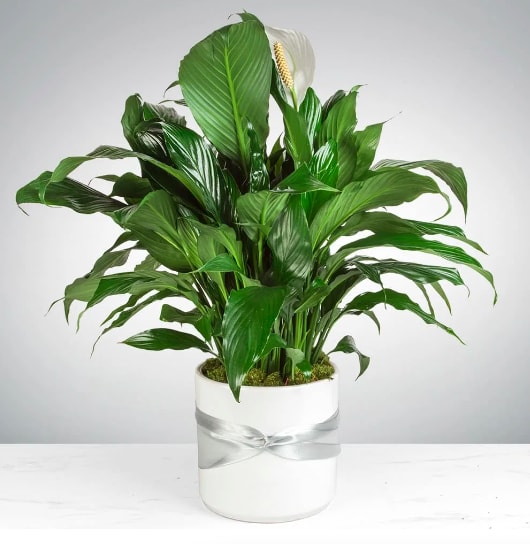 Spathiphyllum Plant by BloomNation™ - Send your condolences with this Spathiphyllum plant. APPROXIMATE DIMENSIONS: 36&quot; H