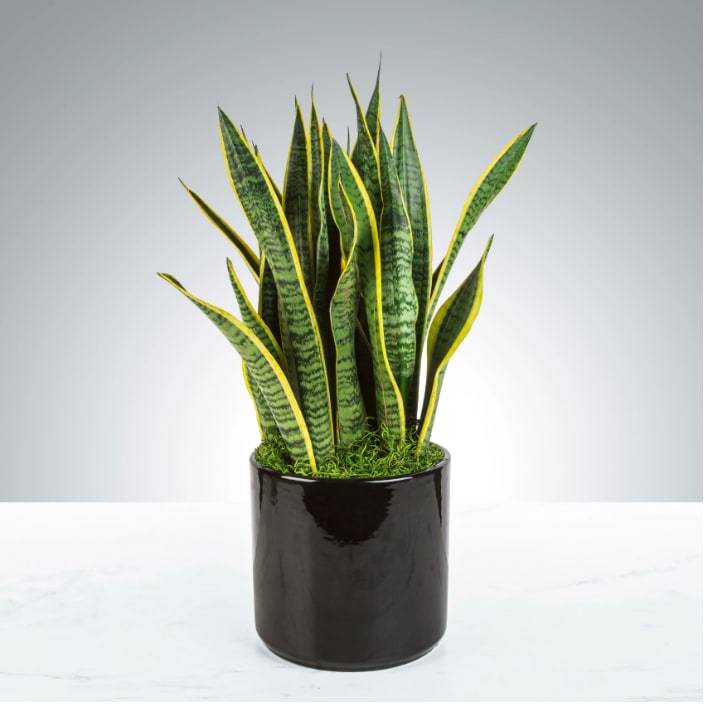 Snake Plant By BloomNation™ Snake Plant By BloomNation™ - A large sized Snake Plant in a modern pot. Snake Plants are said to improve air quality by removing toxins and are near impossible to kill! No green thumb necessary! APPROXIMATE DIMENSIONS: 10" W x 24" H