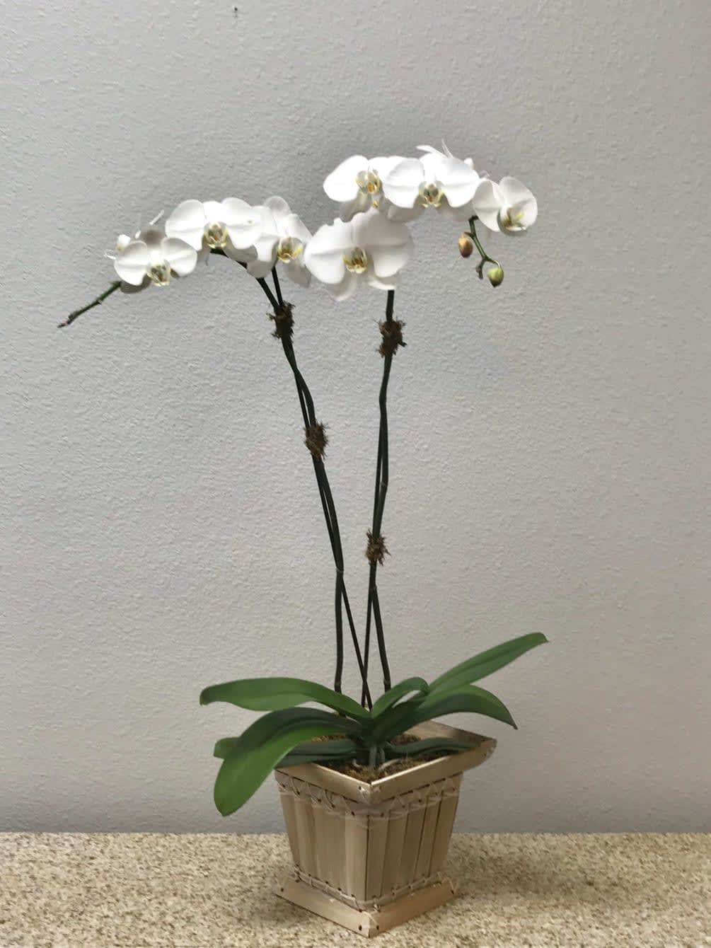 TLSP Orchid Plant - Orchid Plant