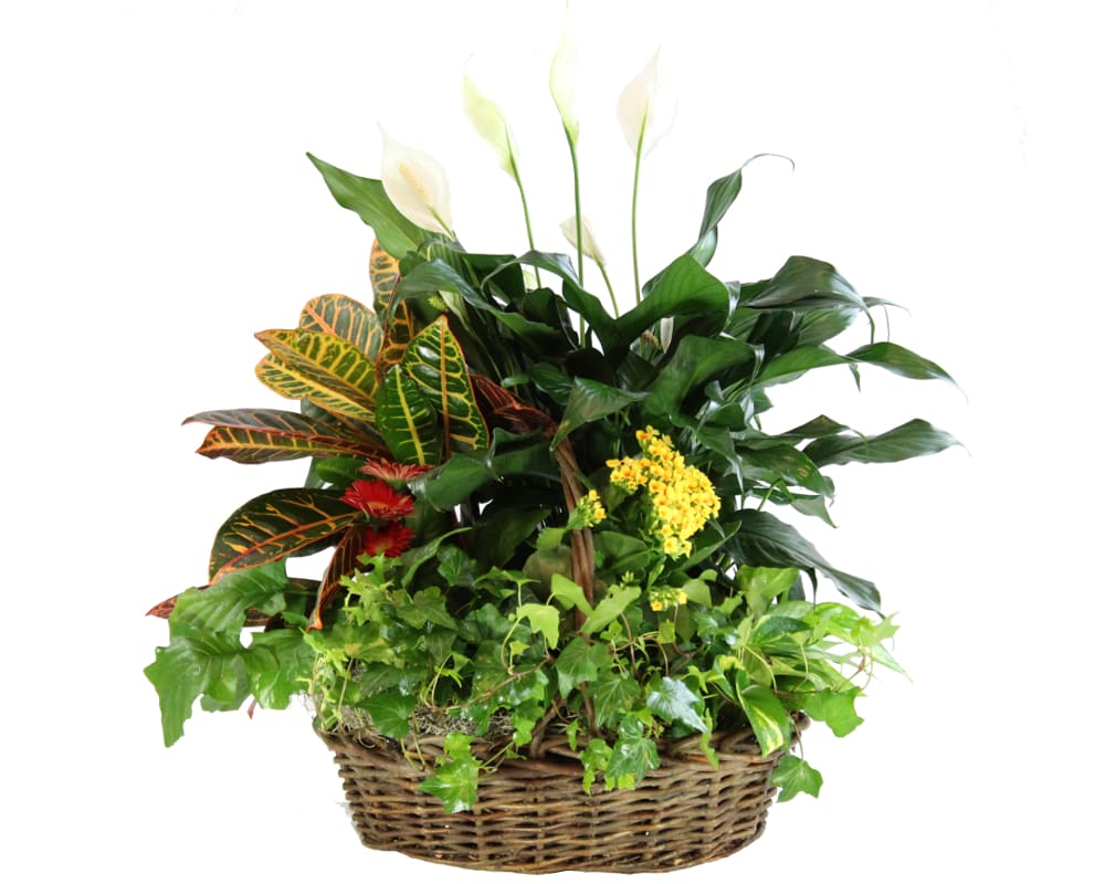 Warm Welcome - An assortment of green and flowering plants, such as peace lily, English ivy, philldendron, kalanchoe, and gerber daisy. Deluxe adds additional plants such as kalanchoe and ornamental pepper.