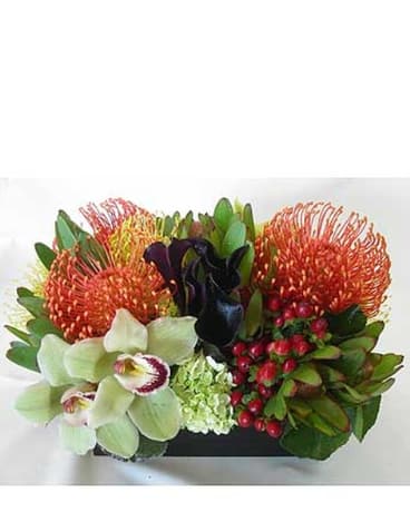 Daria Daria - Exquisite arrangement of pincushion proteas, cymbidium orchids, hydrangea, red coffee bean accents & safari sunset greenery. Beautiful and unique as a gift for a special occassion or event. Please call us to help you custom create your special order to fit any budget. Product ID: DF-621