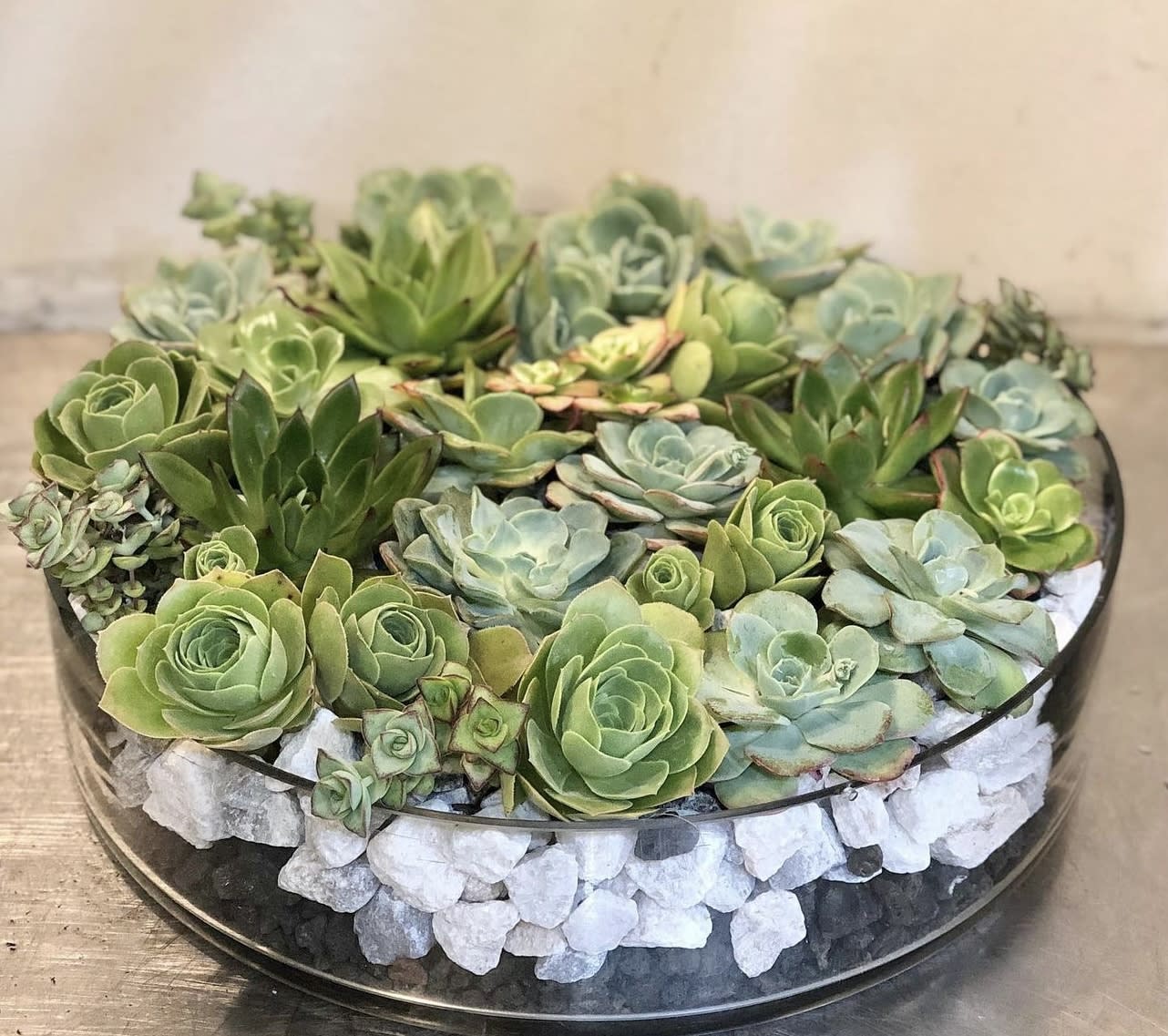Elegant Succulent Dish Garden in Surprise, AZ Infinity Floral Designs