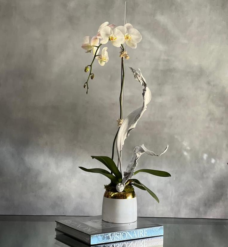 Orchid Nirvana - Send a sweet sentiment to someone special with Orchid Nirvana. Whether it’s to celebrate a birthday, a new chapter in life or just any day, this gathering of four white Phalaenopsis Orchids will spark big smiles and serenity for the season.  