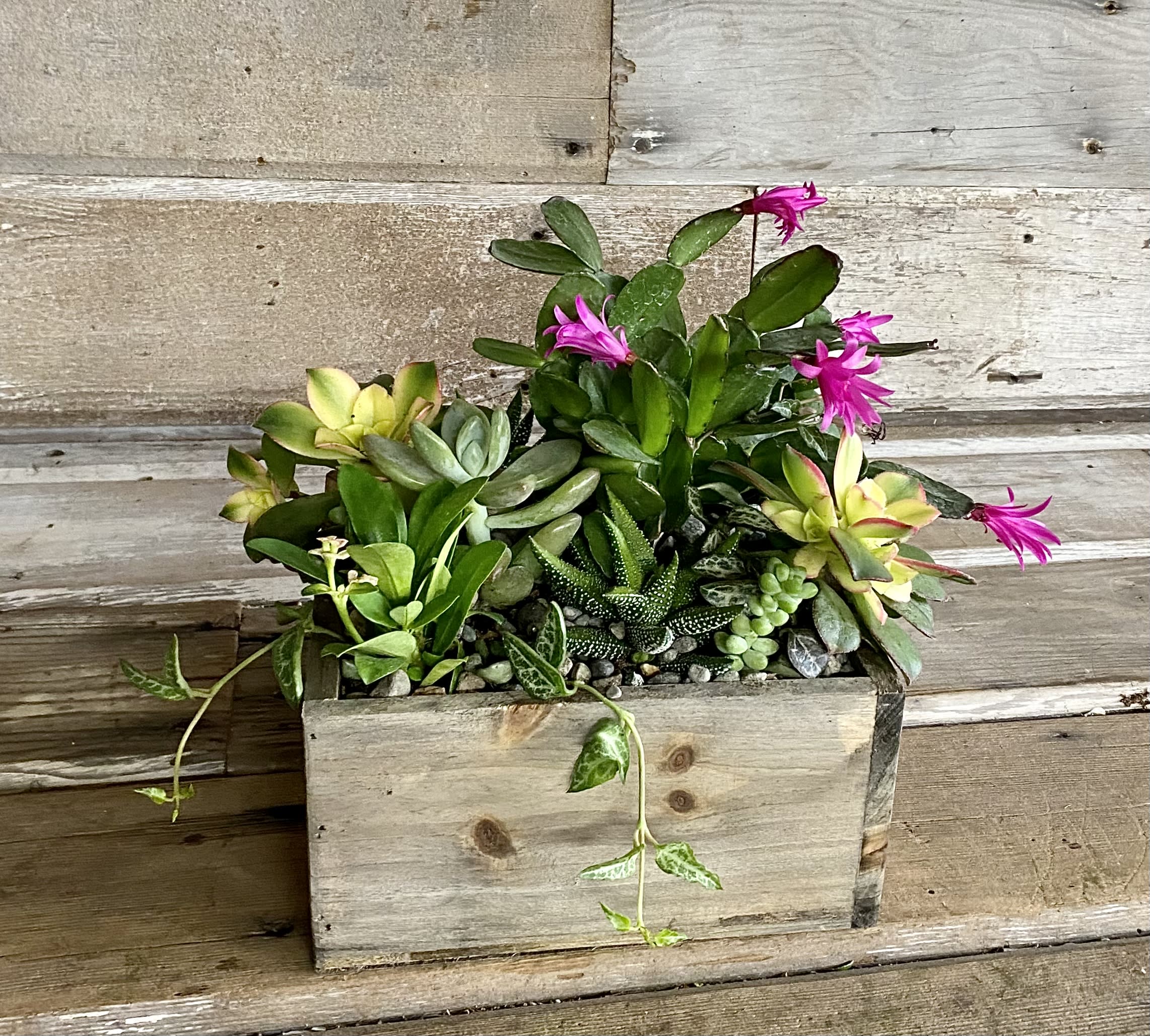Coffee table store succulent garden