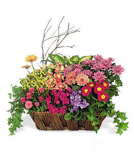 Blooming Basket - dish garden with colorful mix of green and flowering plants seasonally available