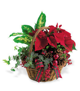 Christmas Garden - Beautiful plant garden with green and blooming plants to celebrate the season