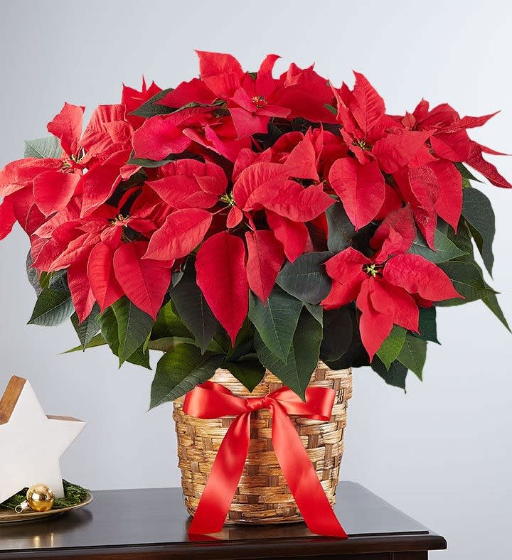 Poinsettia Plant Poinsettia Plant - Poinsettia plant arrives in a basket planter; bloom color and basket may vary based on local availability Plant measures 8"D; plant height will vary based on local availability For indoor use only; keep plant away from heat and drafty areas