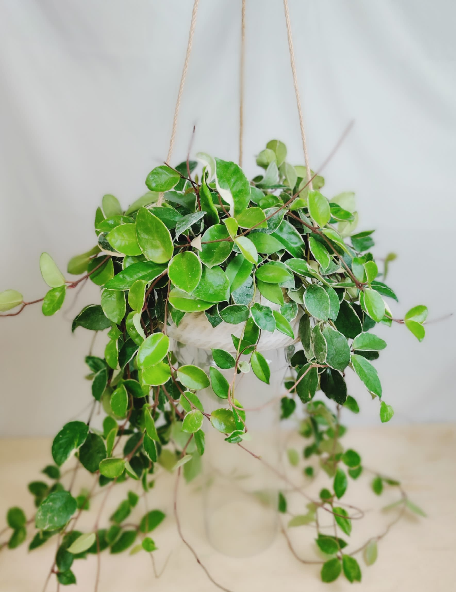 The Hanging Hoya