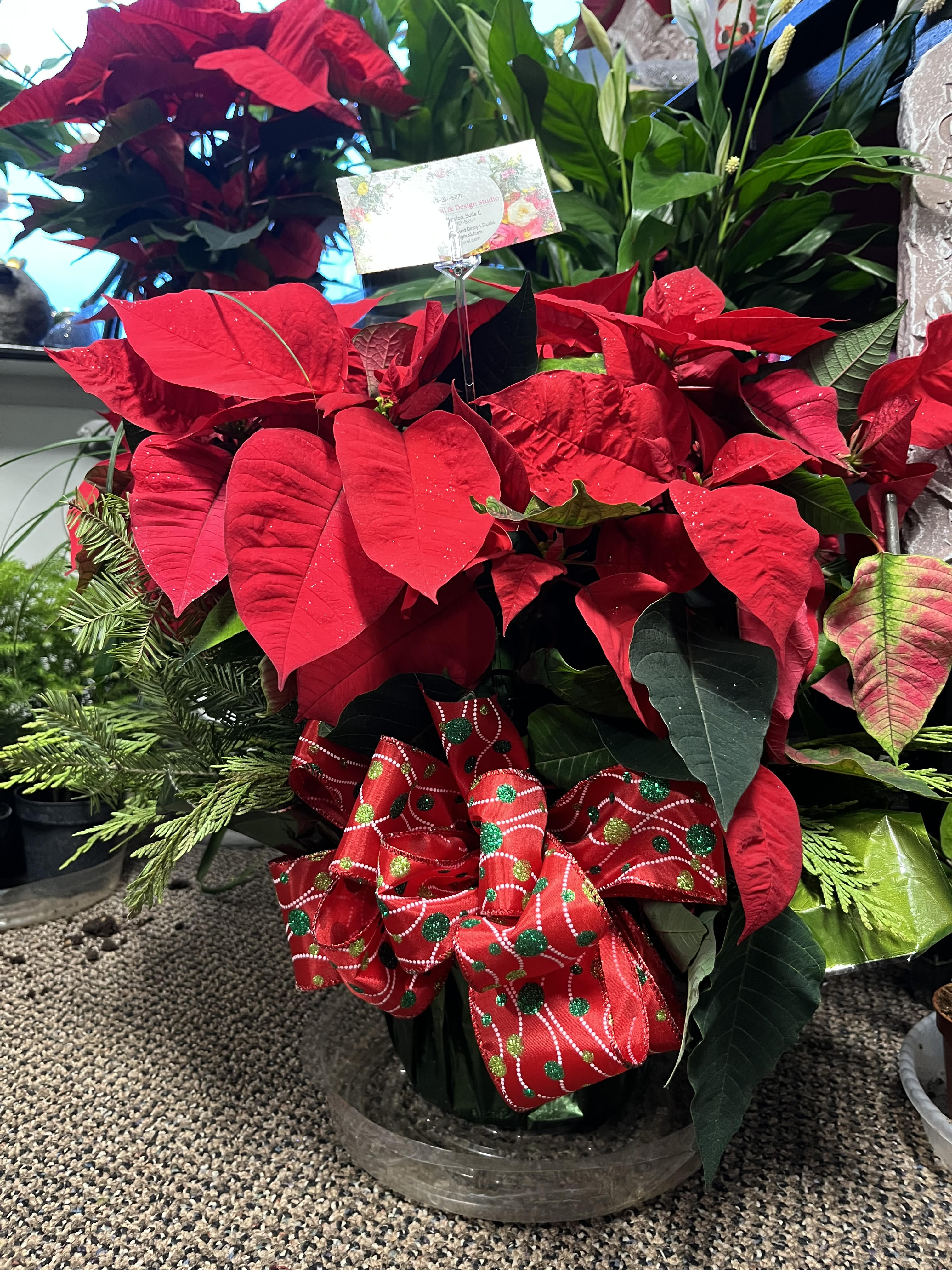 Poinsettia - Need a perfect gift?  Poinsettias make the perfect gift for the hard to buy for.  Sending them earlier in the season, they get to enjoy them all holiday long.  Different pricing for different sizes.  Order yours today. 