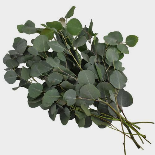 Silver Dollar Eucalyptus Bunch in Tucson, AZ | Eric&rsquo;s Flower Market