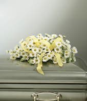 Yellow Daisy Casket Spray for a Child Yellow Daisy Casket Spray for a Child - Send your sympathy with a beautiful daisy casket spray. These delicate yellow daisy casket spray for a child is a heartfelt gift to a family who could use a symbol of support. Decorated with a keepsake yellow ribbon. Arrangement measures approximately 18"H x 20"W x 32.5"L Includes: • White Daisies • Decorative Yellow Ribbon