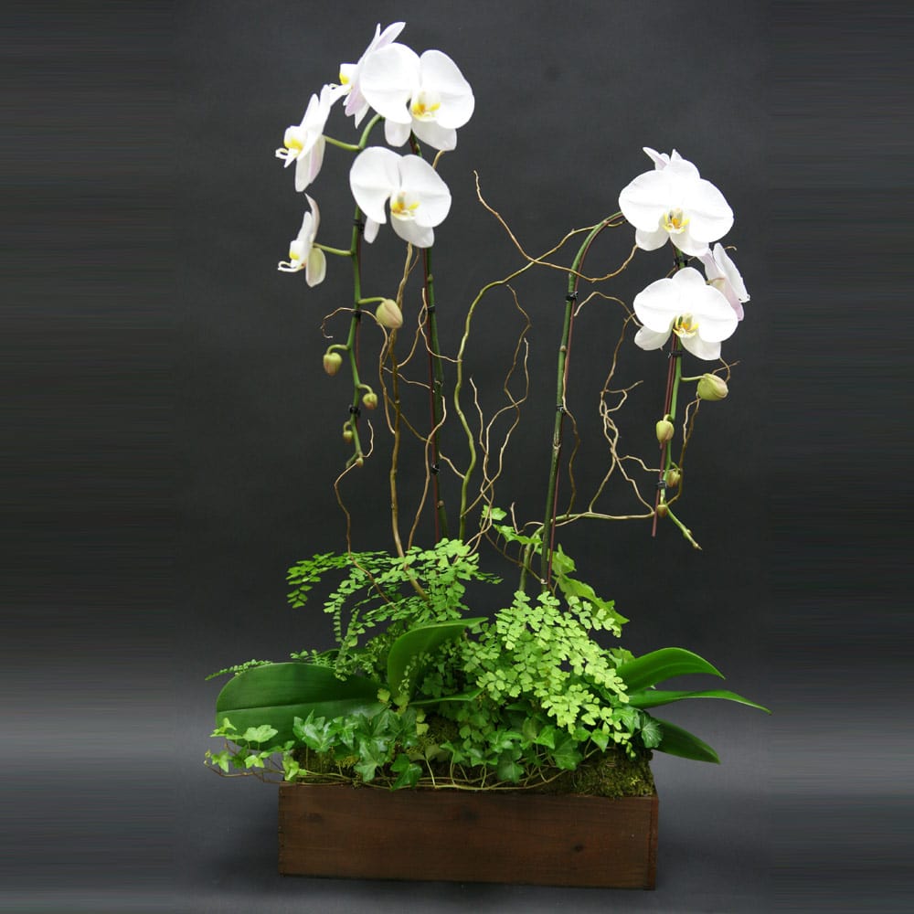 Live Orchid Box with Ferns &amp; Ivy - Phaelenopsis orchid plants in a rustic wooden box with moss, ferns and ivy.