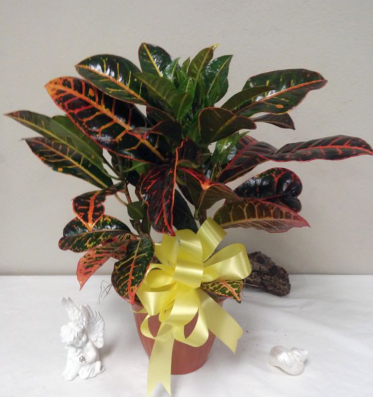 Fall Croton Plant - Pictured is a 6.5&quot; potted croton plant the premium is an 8&quot; in a basket with a bow.