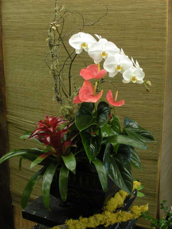 Tropical Planter (WP-2718) - Orchid, Anthurium &amp; Bromeliad plants in a square pot. 