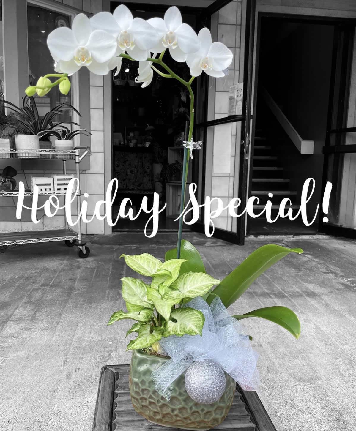 Winter Wonderland Orchid Garden by Marina Florist Hawaii Kai