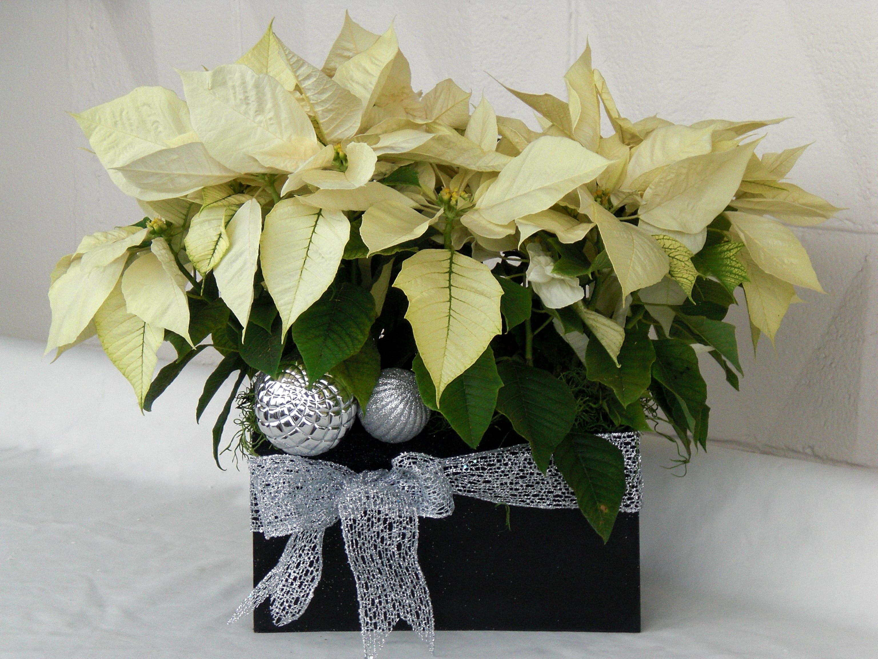 Dazzling White Poinsettia - Lovely white poinsettia decorated with ornaments and ribbon in a wooden box.  Also available in Red