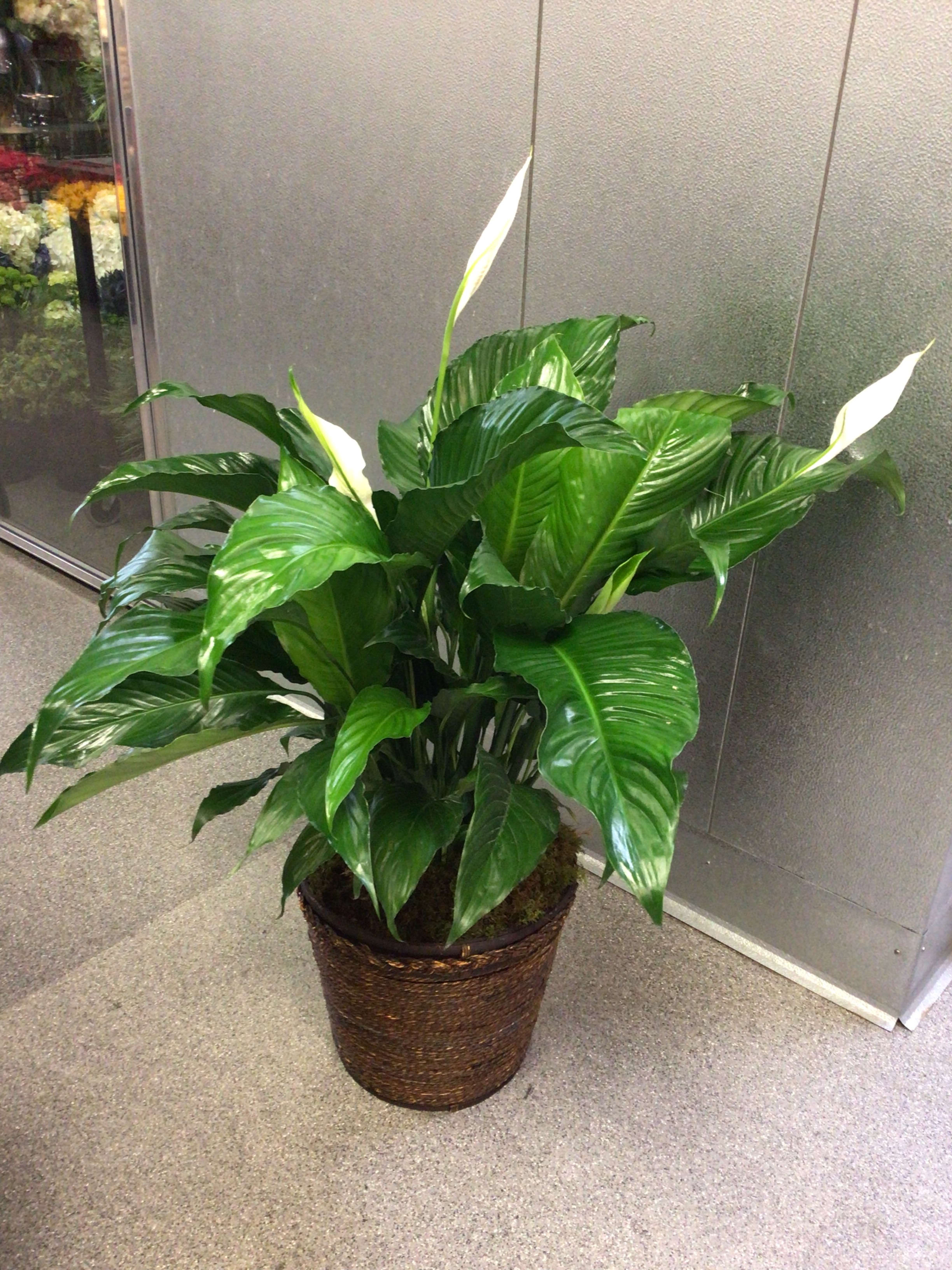  Peace Lily in a basket -  10 inch plant in a basket