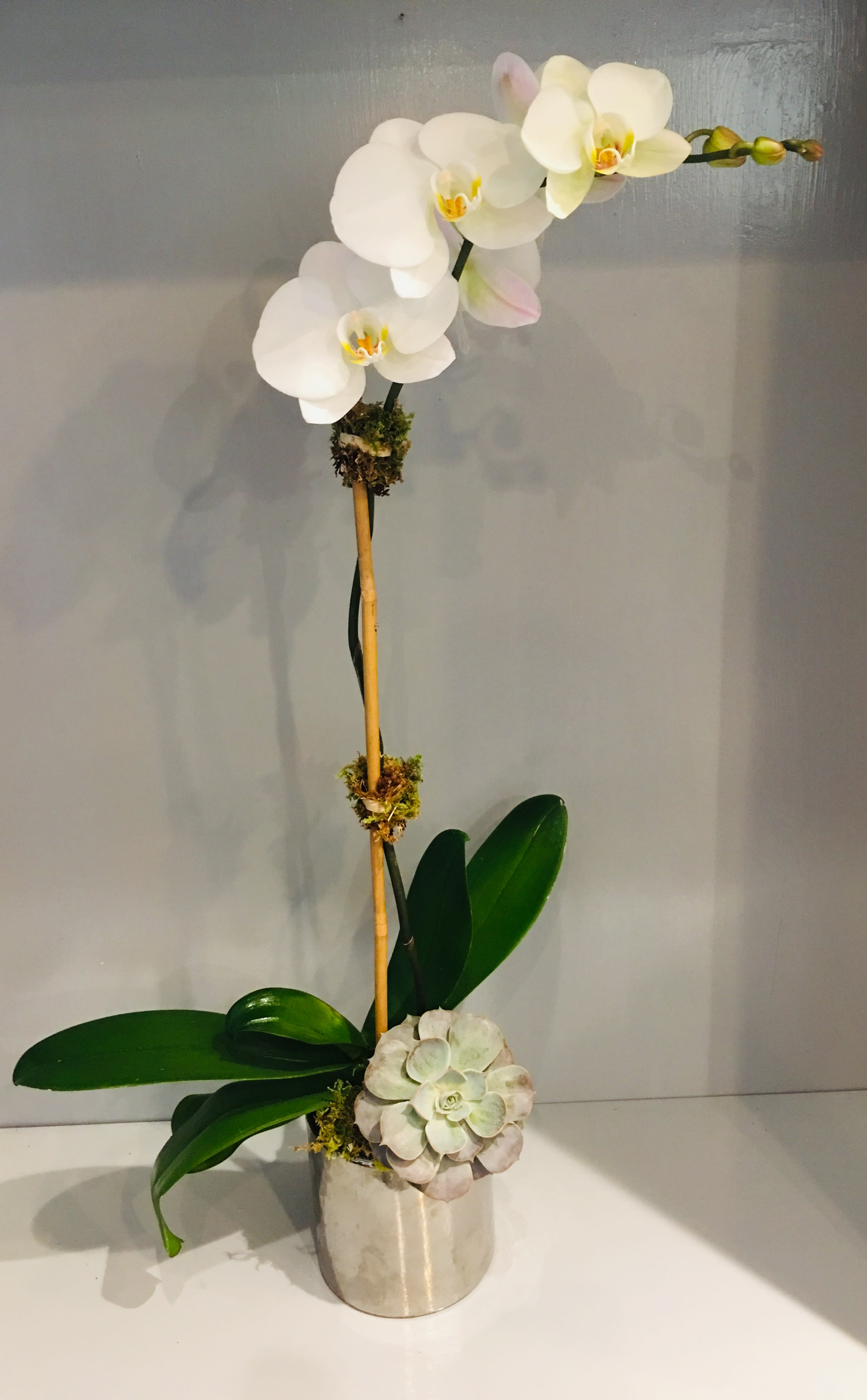 Orchids price hot sale