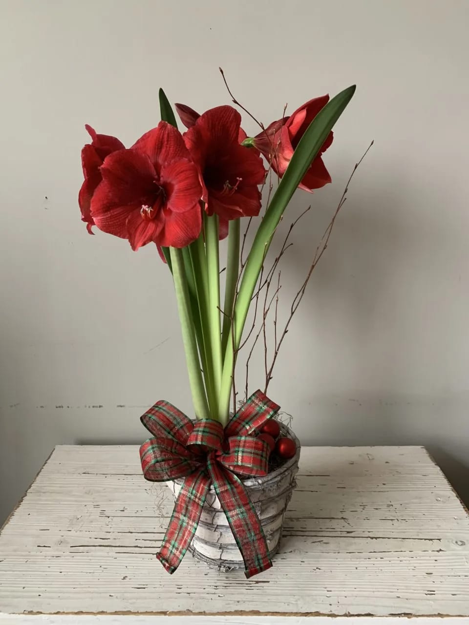 Red or White Amaryllis Plant in Cornelius, NC Blumengärten