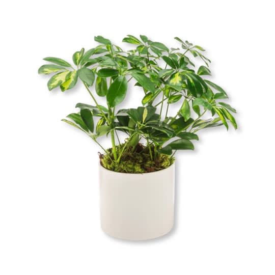 Umbrella Plant - Also known as dwarf schefflera, umbrella plants like bright, indirect light. Their cute shape and easy care make them a good choice for houseplants. Consider this little guy for your plant-loving friend or family member as a birthday or congratulations gift!