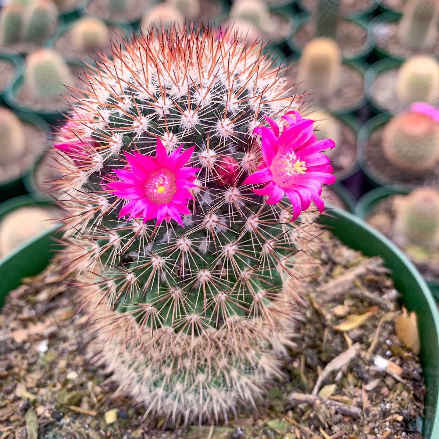 Cactus Flowers Everything To Know About Them HHCT