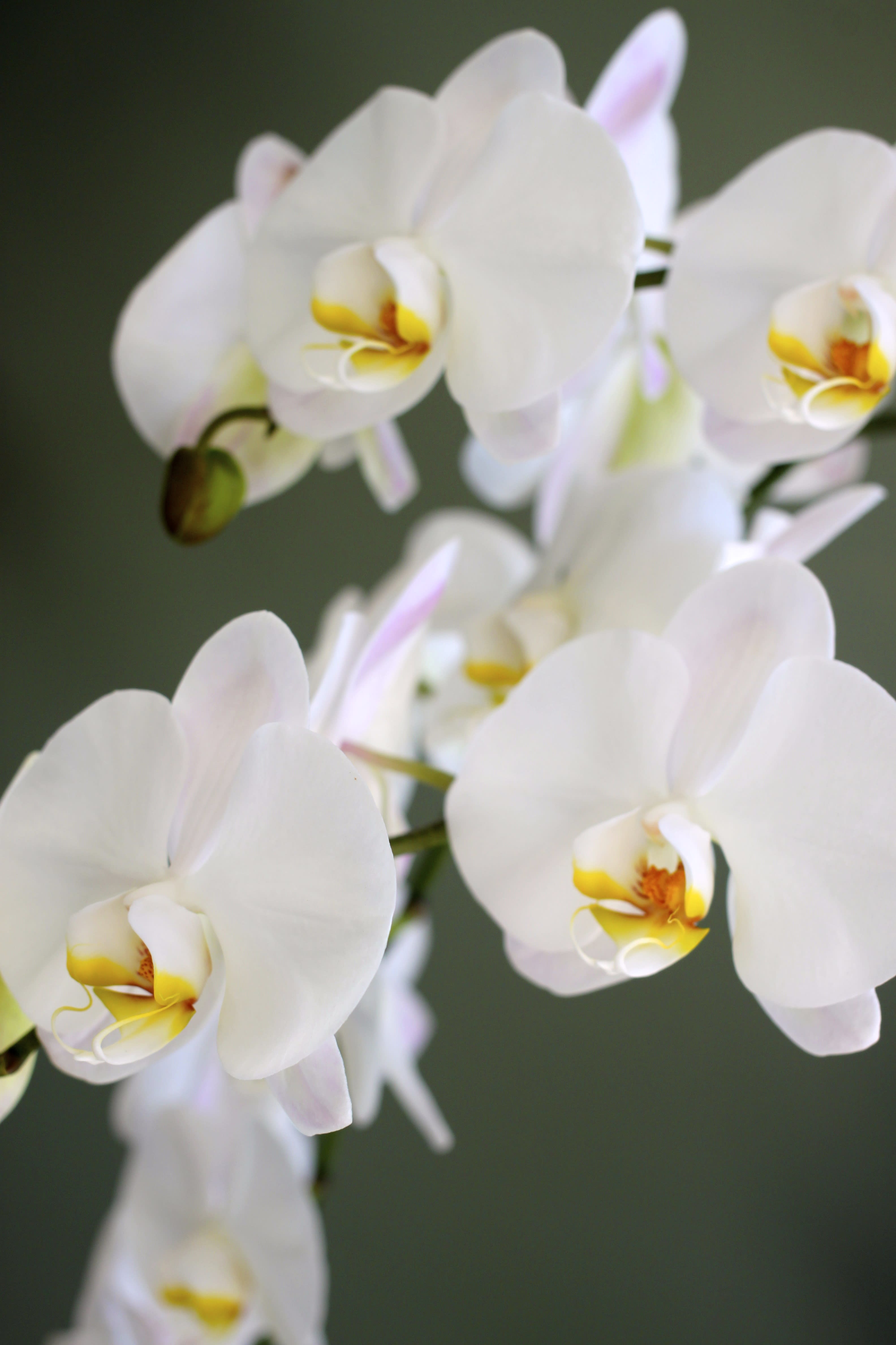 White Orchid Plant - Designers Choice  - White Orchid Plant - Designers Choice 