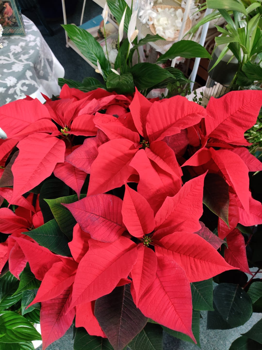 Poinsettia (8&quot;) - Here is our lovely, holiday Poinsettia plant. Potted in a lovely container, 8inches in height. 