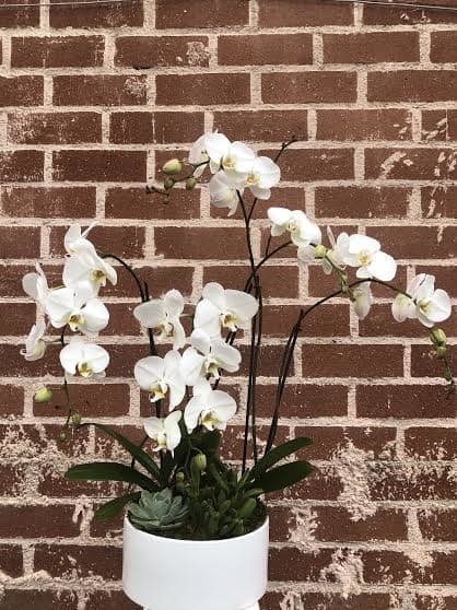 Grand Phalaenopsis Orchid Grand Phalaenopsis Orchid - 4 stems of phalaenopsis orchids with succlents.