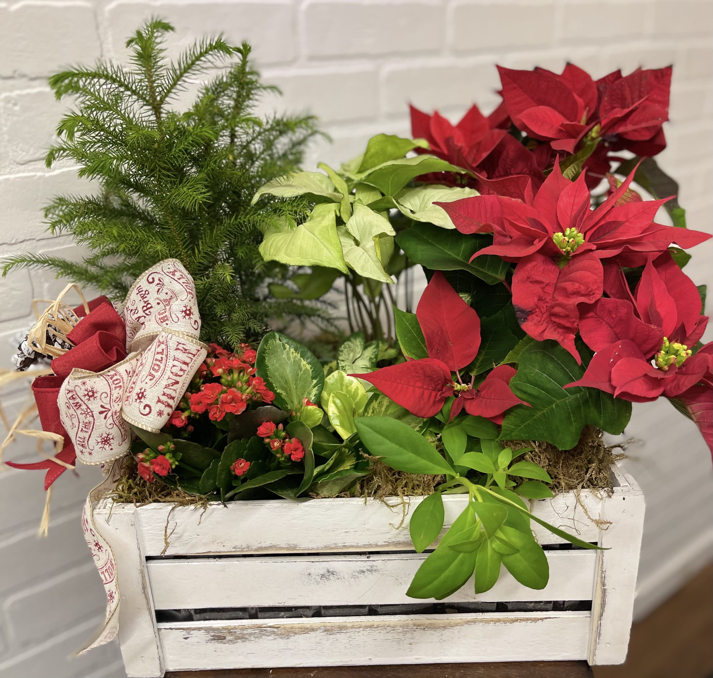 Stunning Poinsettia Dish Garden in La Pine OR La Pine Florist