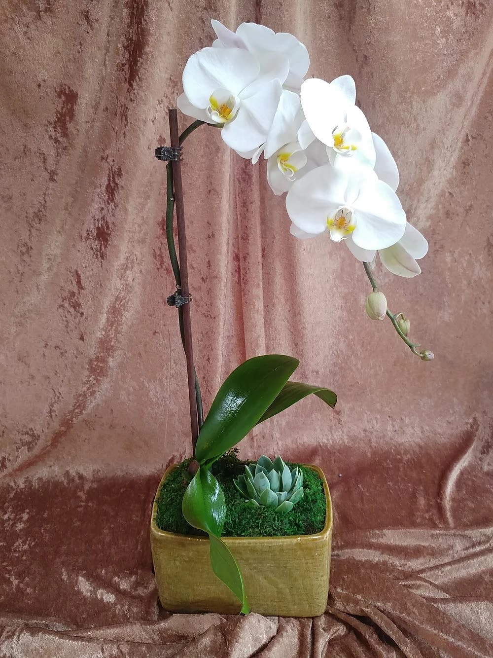 White Phal &amp; Succulent - A beautiful and elagant single white GRADE A phaelanopsis orchid with a nice green succulent accent. This is presented in a hand glazed ceramic container*  Great for home or office.  *container color based upon availability