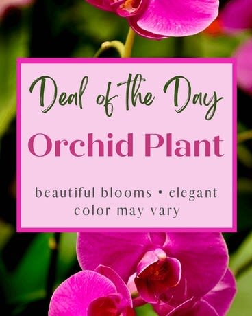 Deal of the Day - Orchid Plant - TMF-DODORC - Let us select a beautiful, elegant orchid plant for you. Color and type may vary.