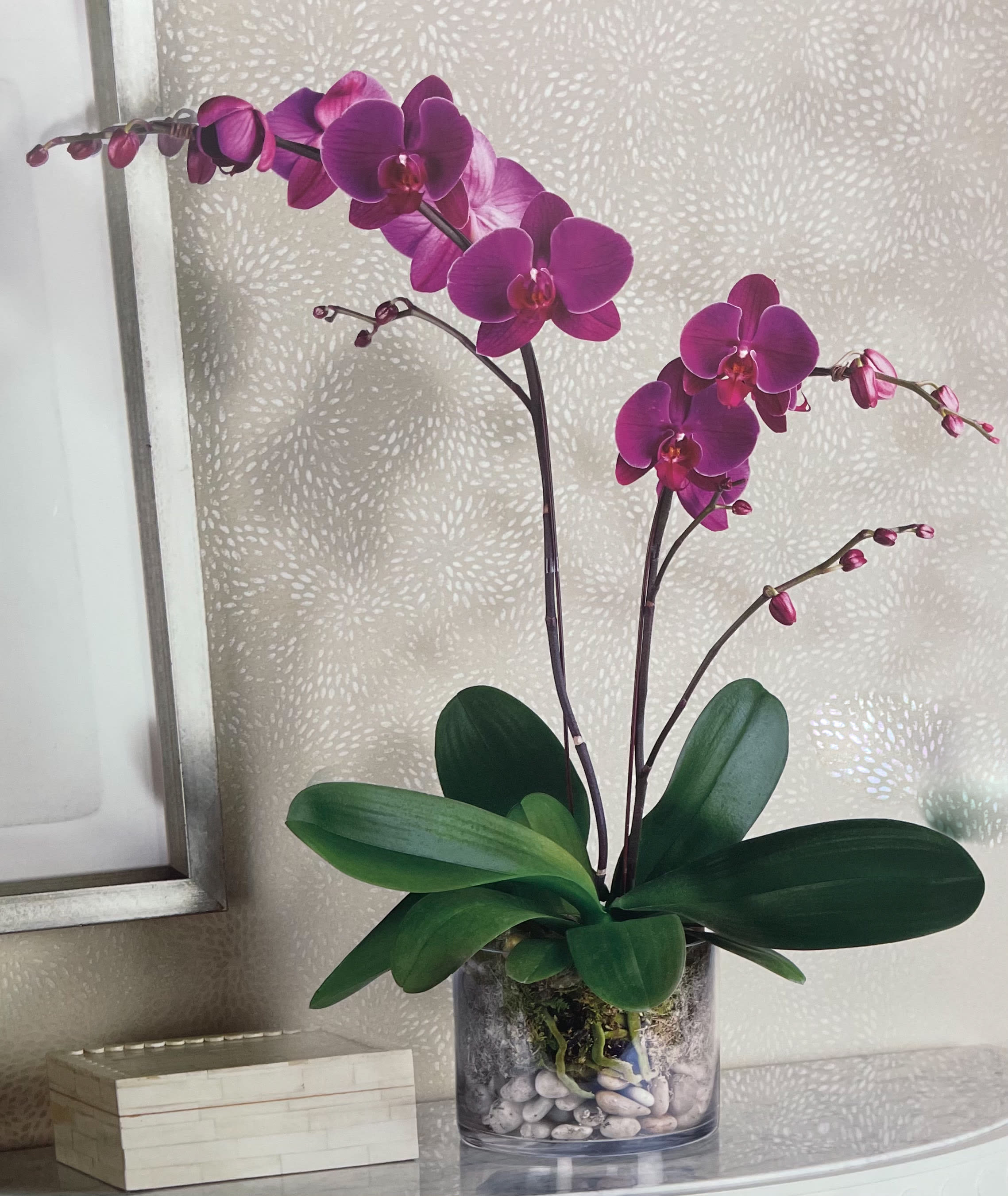 Glorious Gratitude Orchid  - Glorious Gratitude Orchid by Grand Floral Events